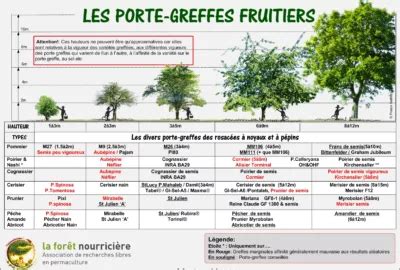 Schéma explicatif des différents porte-greffes et leur impact sur la taille de l'arbre