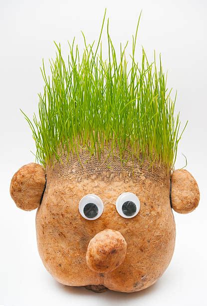 Poupée tête d'herbe avec des cheveux d'herbe fraîchement coupés