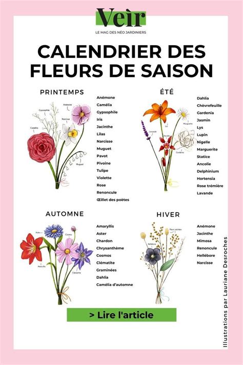 Un calendrier de cueillette illustré montrant les saisons idéales pour récolter baies, fleurs et racines