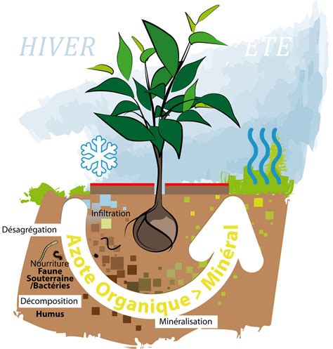 Schéma illustrant l'importance du paillage en extérieur pour limiter l'évaporation