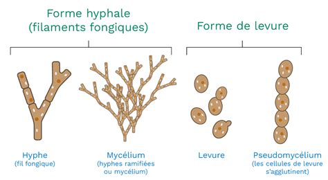 Structure morphologique d'un plant de sphaigne montrant le capitulum et les rameaux