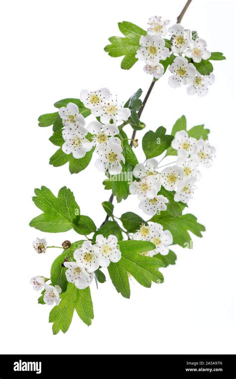 Illustration détaillée d'une branche d'aubépine avec ses fleurs blanches et ses fruits rouges caractéristiques