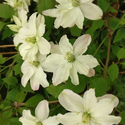 clématite montana white perfume en pleine floraison