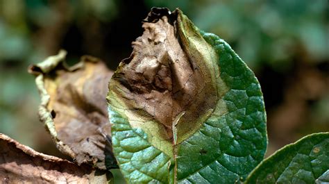 Signes de mildiou sur des feuilles de clématite