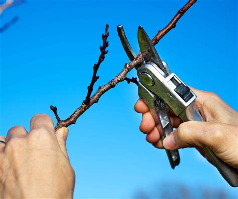 Outils de taille pour abricotier