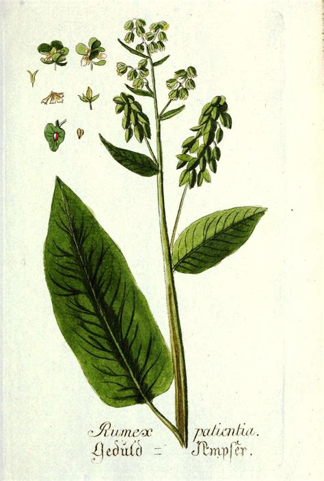 Illustration botanique de Rumex patientia