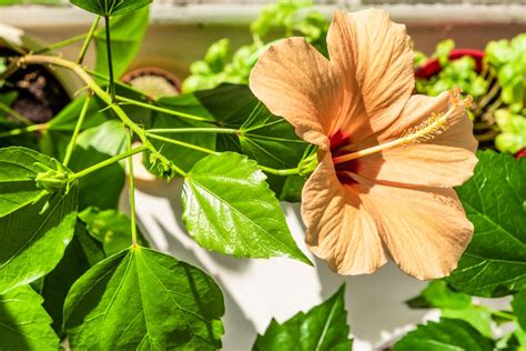 Hibiscus avec des feuilles jaunies
