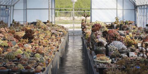 Serre de production de plantes succulentes