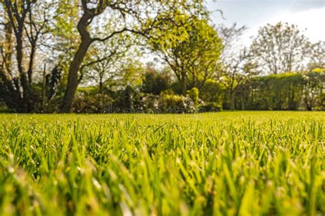 une pelouse verdoyante et bien entretenue dans un jardin résidentiel