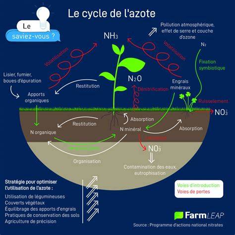 schéma illustrant le cycle de libération de l'azote dans le sol après l'application de cyanamide