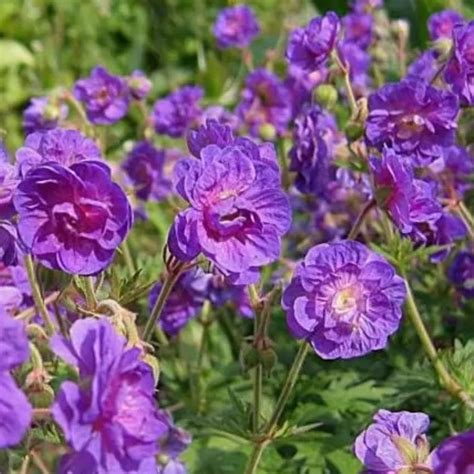 Geranium pratense Plenum Violaceum en pleine floraison