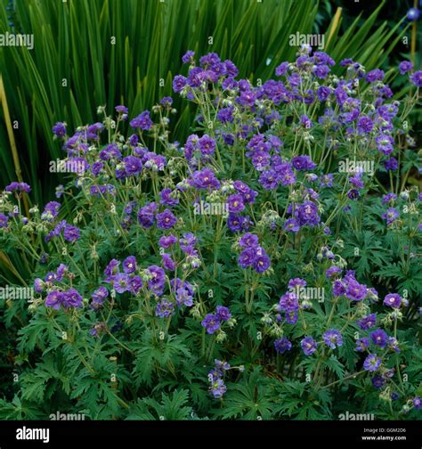 Arrangement de massifs avec Geranium pratense Plenum Violaceum et d'autres fleurs