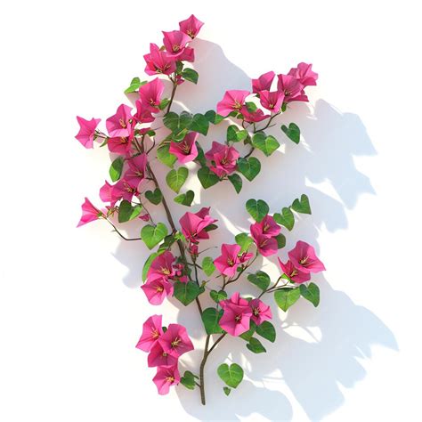 Illustration botanique du Bougainvillea avec ses bractées caractéristiques