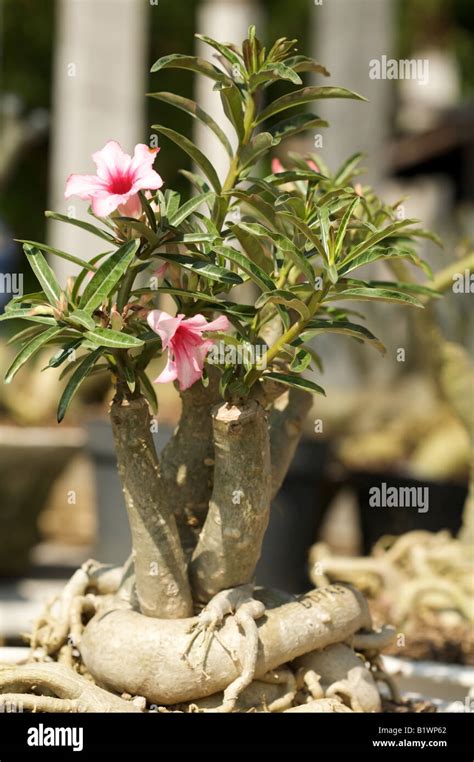Adenium obesum en fleur et son caudex