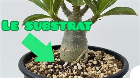 Substrat idéal pour Adenium obesum