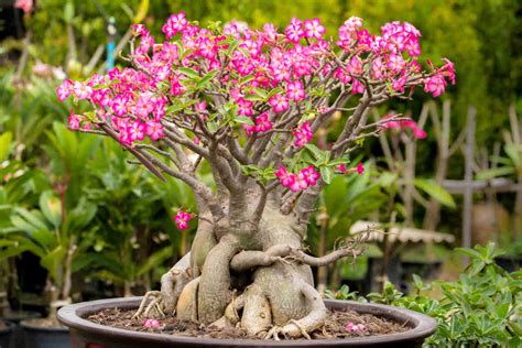 Arrosage et fertilisation de la Rose du désert
