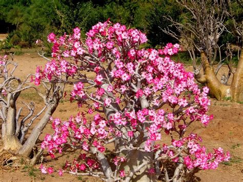 Taille et rempotage de la Rose du désert
