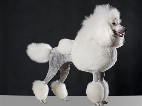 Schéma illustrant la coupe utilitaire du caniche de chasse avec les zones tondues pour la nage et les zones protégées pour le froid