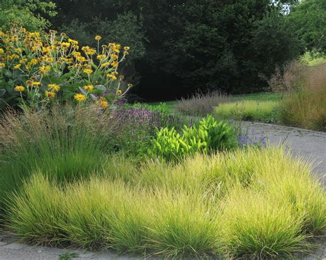 Touffe dense de Sesleria autumnalis en automne