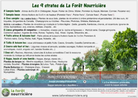 Schéma illustrant les strates d'un jardin-forêt et les bénéfices nutritionnels associés