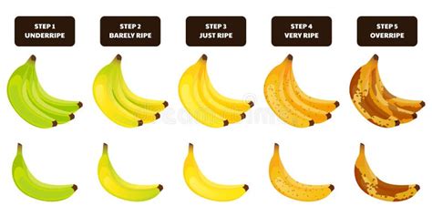 Illustration des différents stades de maturité d'une pomme, montrant l'évolution de la couleur de la peau et des pépins.
