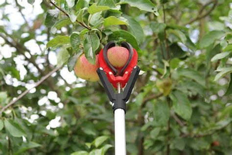 Image d'un jardinier utilisant un cueille-fruits pour récolter des pommes en hauteur.