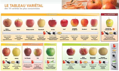 Infographie présentant le calendrier de récolte des différentes variétés de pommes au fil des mois.