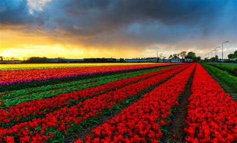 Champ de jacinthes en fleurs aux Pays-Bas