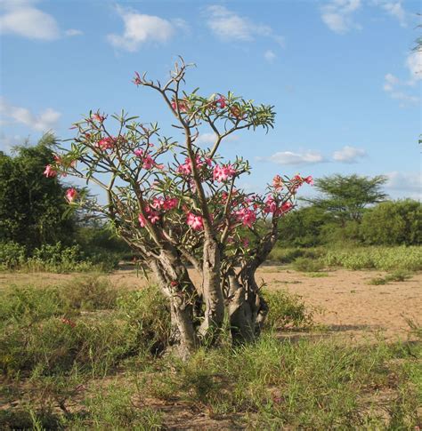 Illustration montrant l'Adenium obesum avec son caudex caractéristique et ses fleurs en forme de trompette