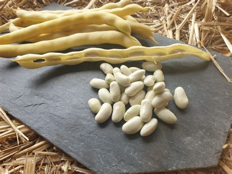 Gousses de haricots coco fraîches