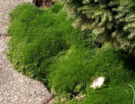 Gros plan sur un tapis de sagine verte et blanche