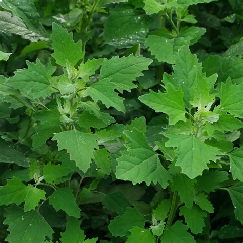 Vue rapprochée des fleurs vertes et des graines du Chénopode blanc