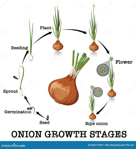 Illustration montrant le cycle de vie d’un légume, du semis à l’assiette
