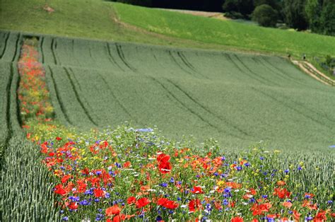 Photo d’un champ de légumes cultivés en agriculture biologique avec des bandes fleuries pour la biodiversité