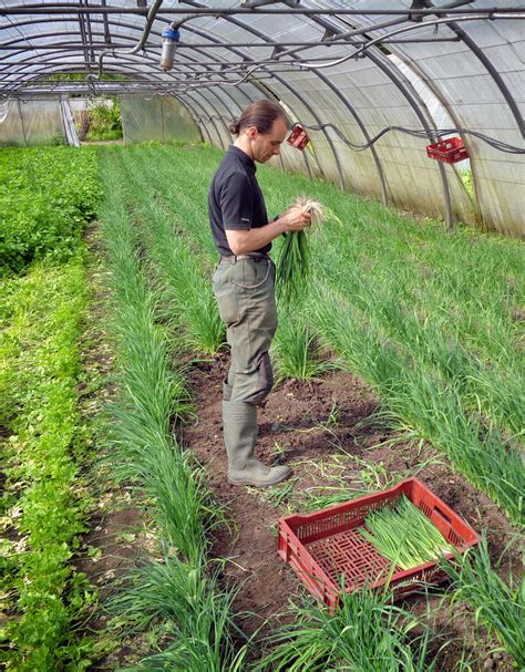 Travail d'équipe en ESAT maraîchage