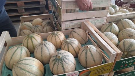 Producteurs de melons en plein travail