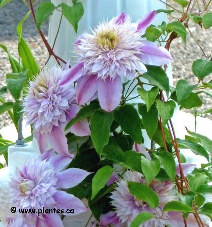 Clématite 'Josephine Regal' en fleurs sur un treillis