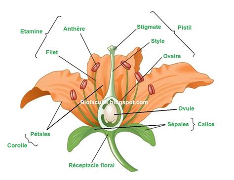 Schéma de la structure d'une fleur de clématite