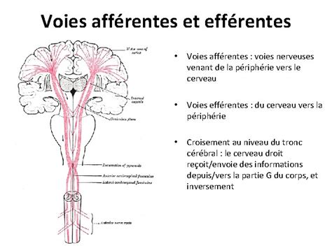 Diagramme des voies afférentes et efférentes du réflexe baroréflexe