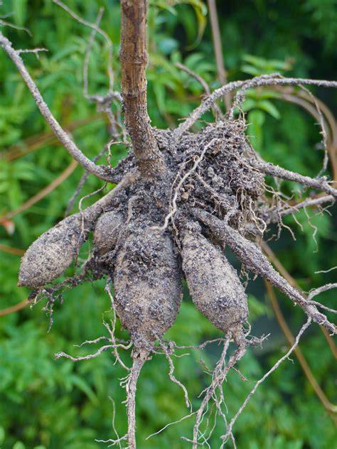 Illustration de bulbes de dahlia recouverts de tourbe pour l'hivernage