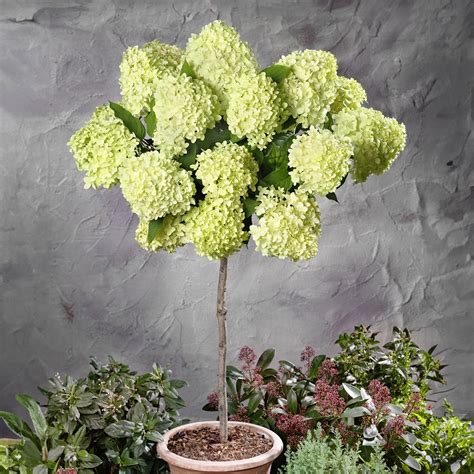 Hortensia sur tronc en fleurs
