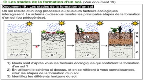 Schéma de la formation d'un hortensia sur tronc