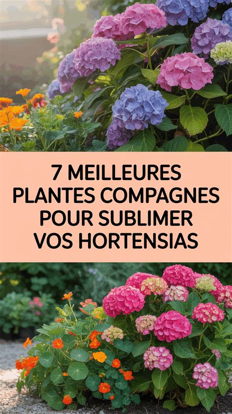 Hortensias et plantes compagnes
