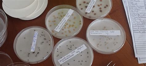 Tests de germination de semences à Ürünlü, Turquie