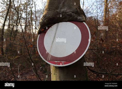 Panneau de signalisation obscurci par des branches d'arbres
