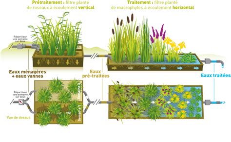 Schéma de fonctionnement de la phytoépuration
