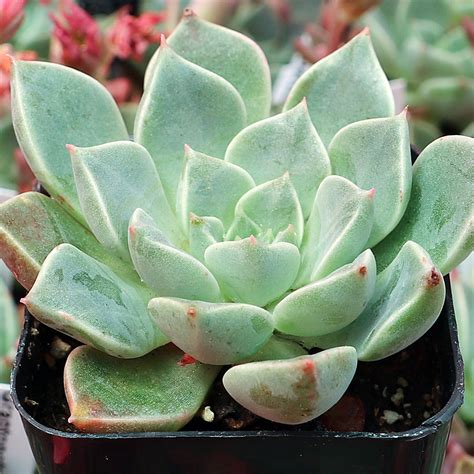 Jeunes pousses de Graptopetalum bellum issues du bouturage