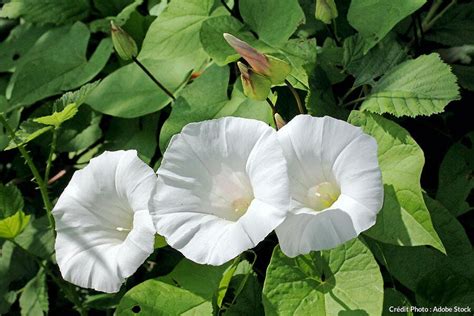 Fleurs de liseron de différentes couleurs