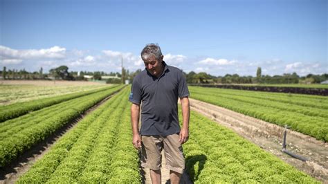 Maraîcher inspectant des rangs de salades affectées par la sécheresse