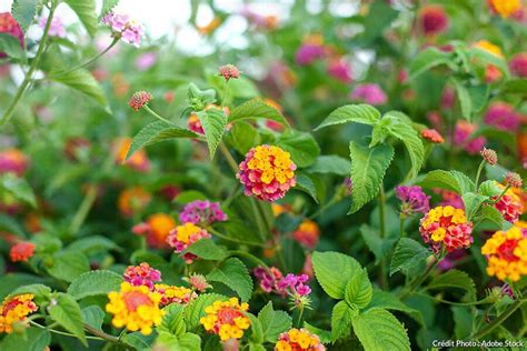 Variétés de Lantana camara
